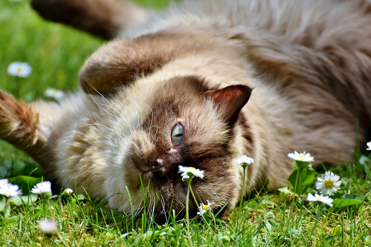 The Gentle Nature of the Exotic Shorthair